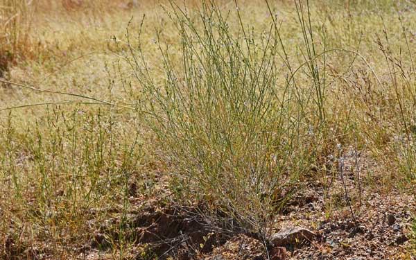 Carlowrightia linearifolia, Heath Wrightwort, Southwest Desert Flora